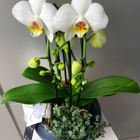 orhidee ghiveci livrare flori
